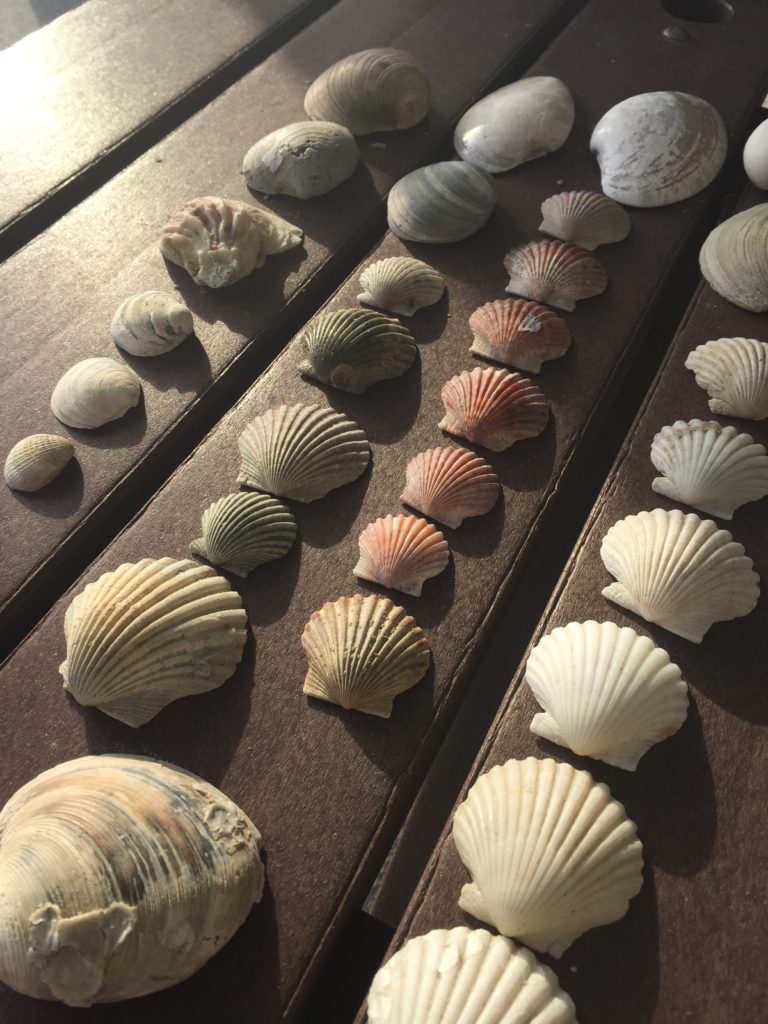 Seashells in Port Aransas | www.portaransastex.com