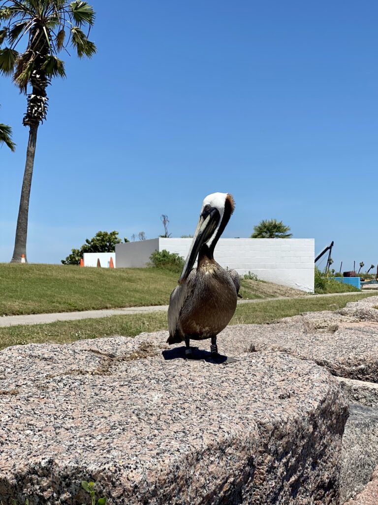 Pelican at jetty in Roberts Point Park | Port Aransas Explorer