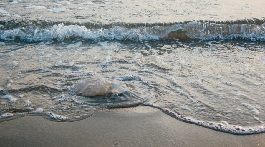 How to treat a jellyfish sting at the beach | Port Aransas Explorer