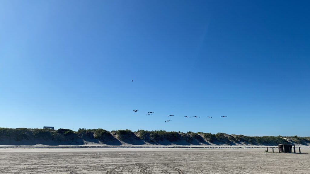 beach sand sea gulls | Port Aransas Explorer