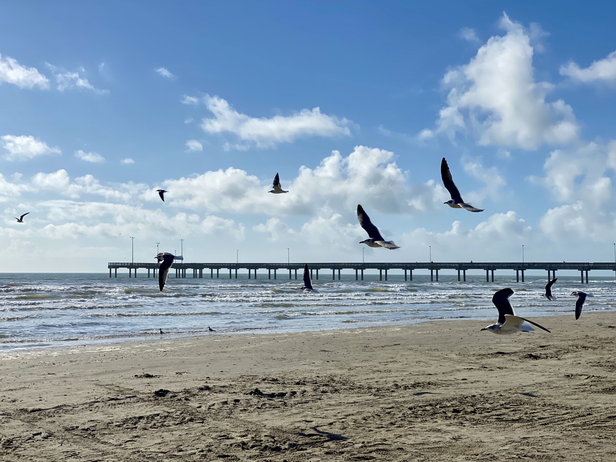 beach sand birds pier ocean gulf | Port Aransas Explorer