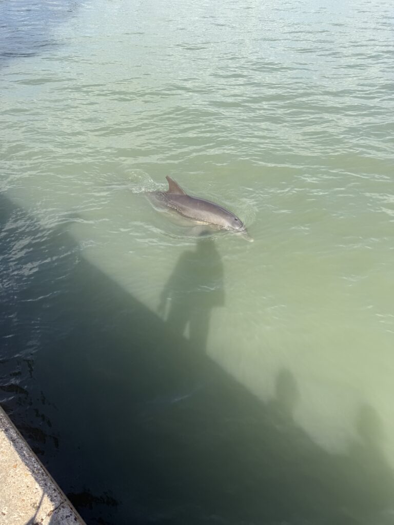 Dolphin in water at Roberts Point Park | Port Aransas Explorer