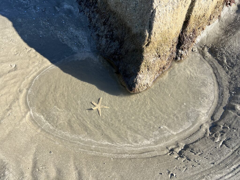 Starfish on the beach at the South Jetty | Port Aransas Explorer