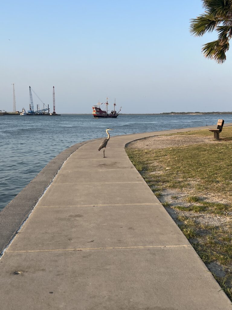 Bird at Roberts Point Park | Port Aransas Explorer