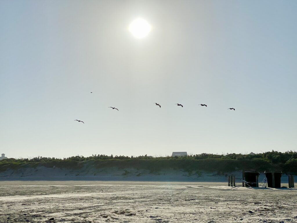 birds flying in sun over beach sand dunes | Port Aransas Explorer @portaransastex
