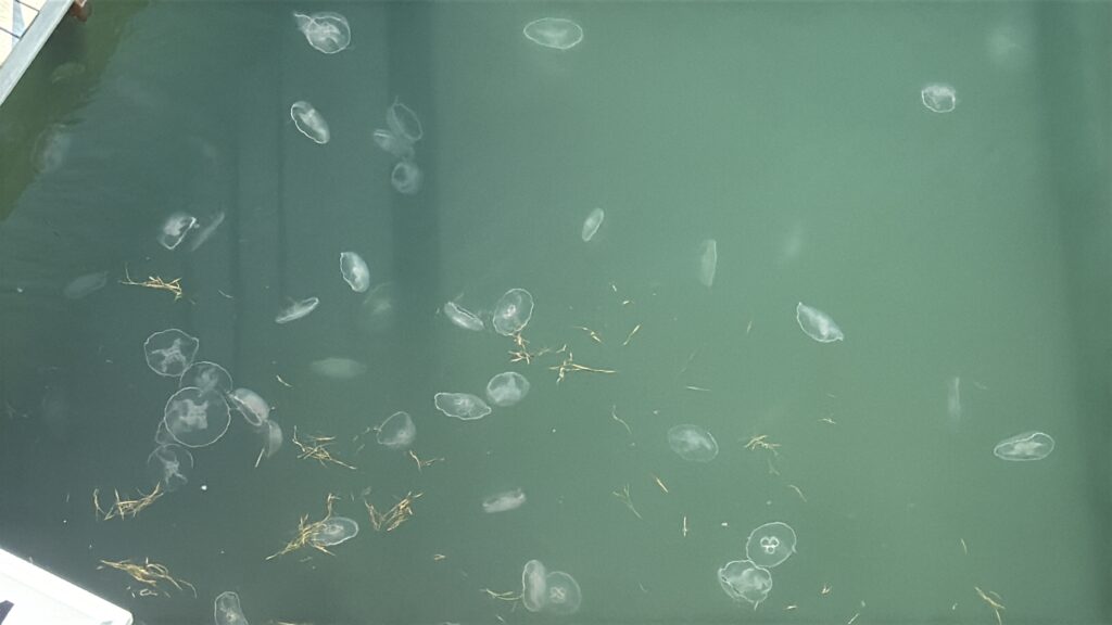 Jellyfish bloom | Port Aransas Explorer @portaransastex