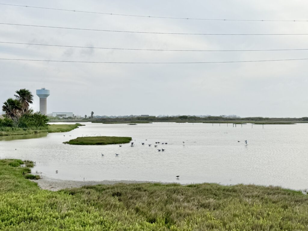 Birds water at Wetlands Park in Port Aransas TX | Port Aransas Explorer @portaransastex