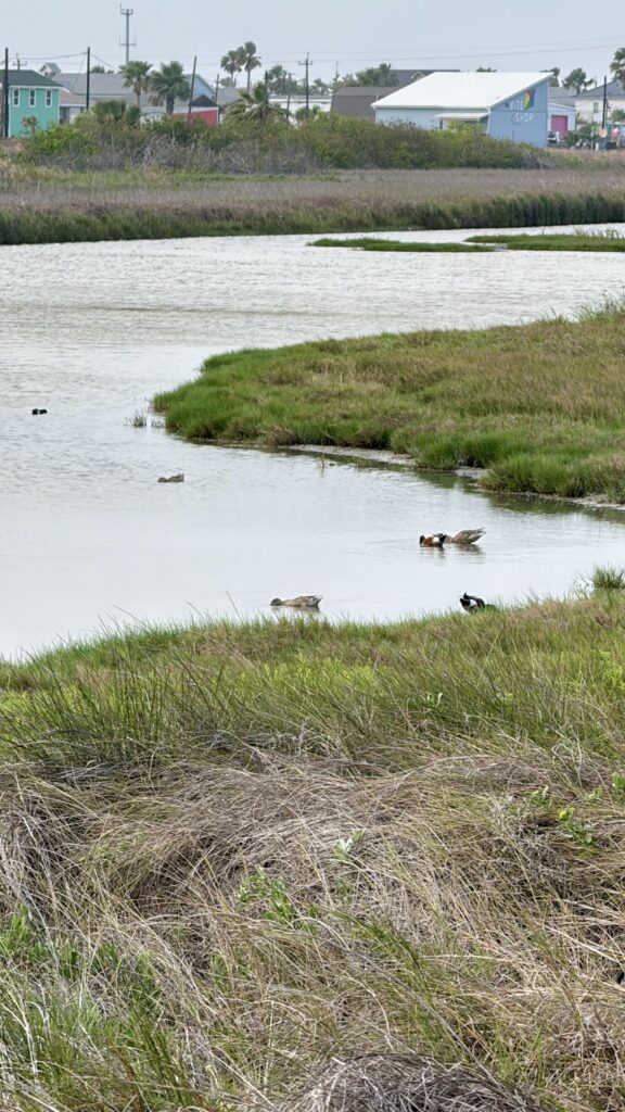 Birds in the water at Wetlands Park in Port Aransas TX | Port Aransas Explorer @portaransastex