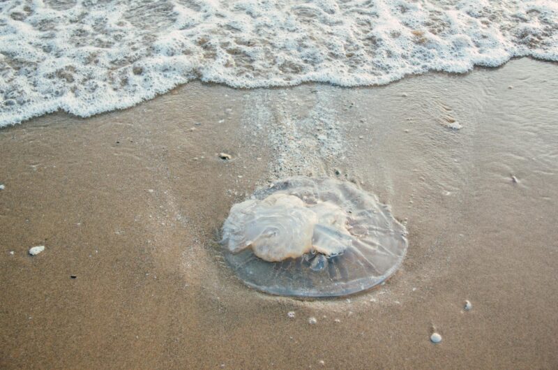sand dollar on shore