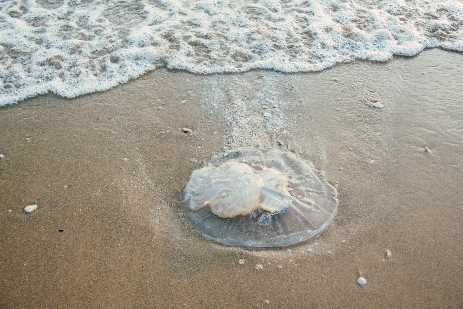 sand dollar on shore