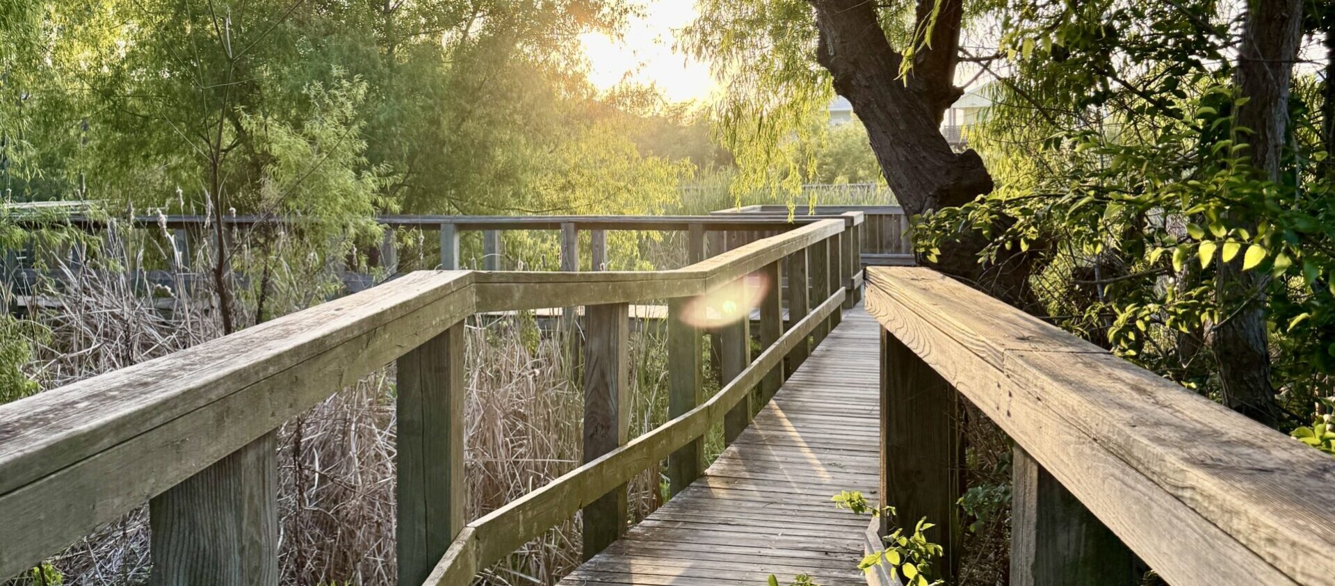 Paradise Pond at Nature Preserve | Port Aransas Explorer @portaransastex